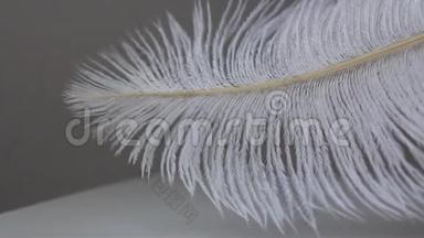 白色蓬松的鸵鸟羽毛躺在浅色的背景上，很容易在风中移动