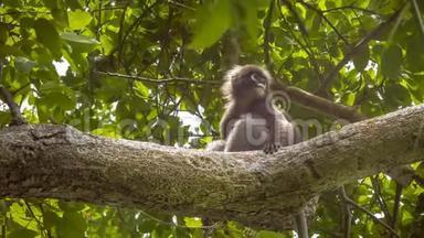 Jungdusky叶猴，在森林中与另一只野猴玩耍，泰国克拉比州拉雷