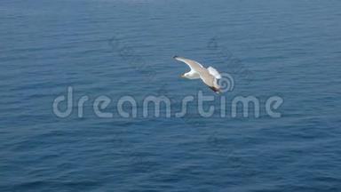 海鸥在海面上滑行，海洋.. 旅行趋势。 两只海鸥在蓝天上翱翔。 在天空中翱翔海鸥。 海鸥