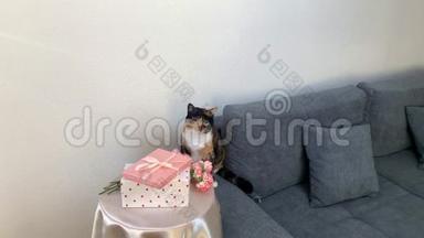 一束粉红色的康乃馨，盒子里的礼物放在圆桌上，一只黑猫坐在灰色的沙发上，环顾四周，这是一个概念。
