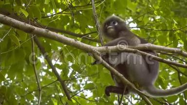 杜斯基叶猴，在树上的叶猴，吃着绿叶，看着下面，泰国，克拉比