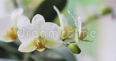 美丽的兰花杵。 一朵美丽的白花很近.. 宅菌群，绽放兰花特写.. 美丽美丽