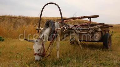 <strong>驴</strong>在田里拿着手推车，<strong>驴</strong>在河里的草地上