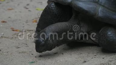 奥达布拉巨龟正在咀嚼食物奥达布拉切利斯吉甘特亚。 马河岛塞舌尔。 特写镜头。