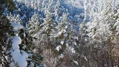 雪下的圣诞树<strong>和松树</strong>。 白雪覆盖的针叶林树木<strong>和</strong>阿尔卑斯<strong>山</strong>岩石<strong>山</strong>脉的<strong>山</strong>峰。 美丽美丽