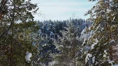 雪下的圣诞树和松树。 白雪覆盖的针叶林树木和阿尔卑斯山岩石山脉的山峰。 美丽美丽