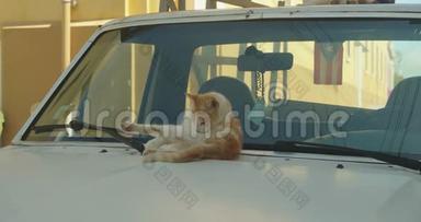 阳光明媚的一天，一只野猫在一辆小卡车上梳洗打扮