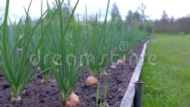在农场种植洋葱的花园床，园艺和农业概念。