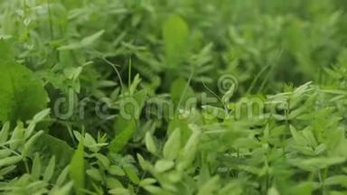 鲜绿的小草，特写.. 慢镜头飞过