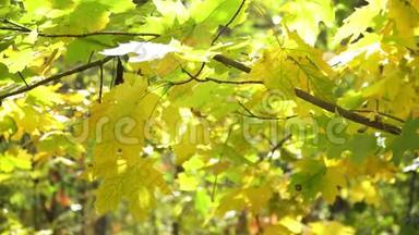 秋天的黄绿色叶子在树上。 秋风<strong>吹</strong>过<strong>树叶</strong>。 森林和公园里的金秋