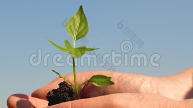 甜椒树苗.. 生态清洁的星球。 园丁们的双手捧着一棵绿苗在手掌上顶着天空