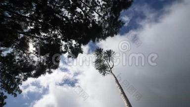 自下而上：以树木剪影的方式拍摄蓝天白云的电影画面..