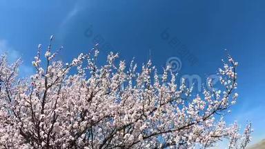 春天的花朵背景。 在蓝天的背景上开着花的杏子。 美丽的自然景象，盛开的树和太阳耀斑。