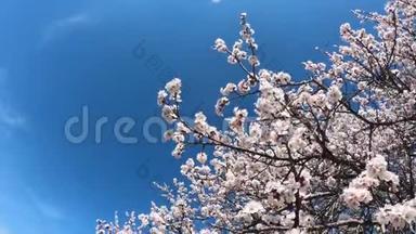 春天的花朵背景。 在蓝天的背景上开着花的杏子。 美丽的自然景象，盛开的树和太阳耀斑。