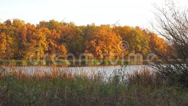 美丽的秋<strong>橙黄色</strong>的森林在湖岸