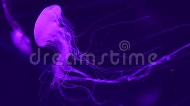 发光的紫色水母在水中游动..