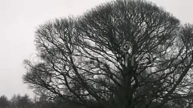 2020年2月，在英国斯通亚拉的大风中，树枝左右摇摆