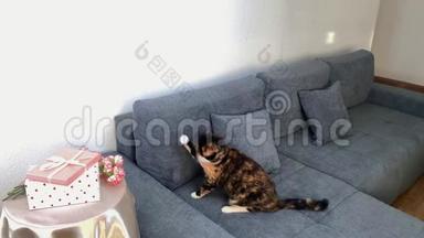 一束粉红色的康乃馨花，盒子里的礼物放在<strong>圆桌</strong>上，一只黑猫坐在灰色的沙发上，玩着一个