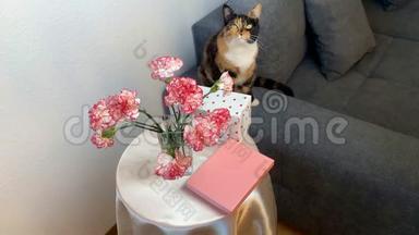 一束粉红色的康乃馨花放在花瓶里，礼物放在盒子里放在圆桌上，一只黑猫坐在灰色的沙发上，