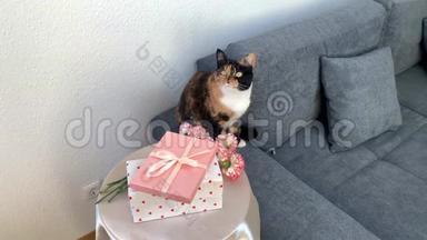一束粉红色的康乃馨，盒子里的礼物放在<strong>圆桌</strong>上，一只黑猫坐在灰色的沙发上，环顾四周，这是一个概念。