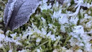 清晨，霜冻覆盖着苔藓，覆盖着霜冻