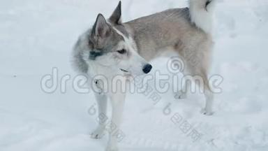 白色和灰色的狗在<strong>雪地</strong>上。 少女抚摸着狗在<strong>雪地</strong>森林里散步。 青少年玩可爱的狗
