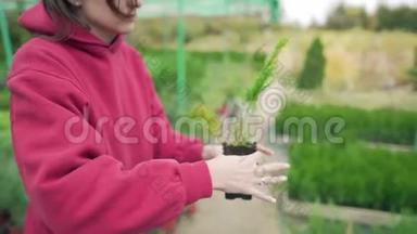 当地一家生态企业的老板在一个盆栽中种植一个小的绿色植物。 育苗场，室外温室