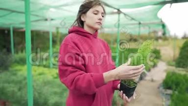 年轻女子花店老板手里拿着一株植物。 常绿苗在一个<strong>小锅</strong>出售前。 检查