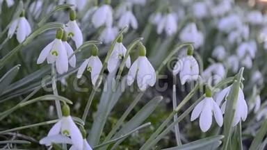 大自然中春天雪花的特写.. 在多风天气下自然界中的Galanthus Nivalis植物。