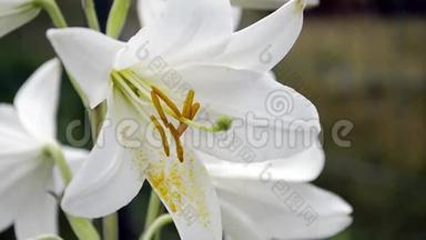念珠菌。 一朵盛开的白色百合在风中摆动。 白色花，有明亮的黄色雄蕊