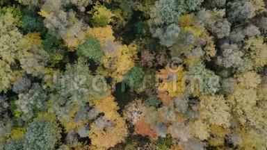 晴天秋天森林的空中录像。 无人机在<strong>高空</strong>前进。