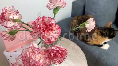 粉红色的康乃馨花束放在花瓶里，盒子里的礼物放在圆桌上，一只黑猫坐在灰色的沙发上，