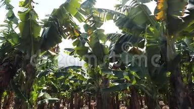 香蕉种植园，西班牙加那利群岛特内里费南部的香蕉树。 盛开的香蕉花。 绿色增长