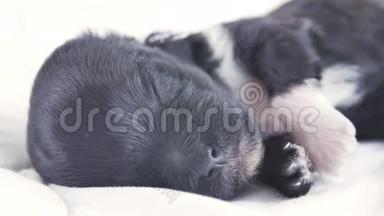 一只新生的小狗睡在白色的毯子上