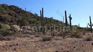 典型的沙漠景观与仙人掌管仙人掌国家纪念碑仙人掌，有机管，萨加罗和奥科蒂略植物。 亚利桑那州