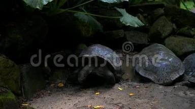 奥达布拉巨大的乌龟正在寻找奥达布拉切利斯吉甘特亚周围。 马河岛塞舌尔。