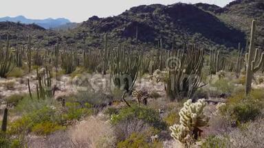 典型的沙漠景观与仙人掌管仙人掌国家纪念碑仙人掌，有机管，萨加罗和奥科蒂略植物。 亚利桑那州
