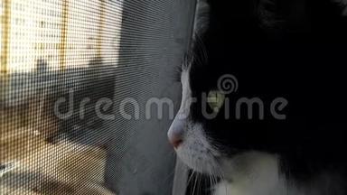 一只好奇的黑白猫从高高的地板上开着的<strong>窗</strong>户往外看。 坐在<strong>窗</strong>台上的安全网旁<strong>边</strong>。
