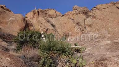 美国亚利桑那州赤壁山景观中的尤卡和卡蒂