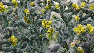 美国西部和西南的Cacti。 树状花冠，手杖状花冠，或胚芽，黄色果实