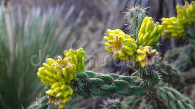 <strong>美国西部</strong>和西南的Cacti。 树状花冠，手杖状花冠，或胚芽，黄色果实