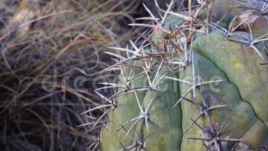 <strong>美国西部</strong>和西南的Cacti。 鹰爪，土耳其`的头，魔鬼`的头，棘爪. 墨西哥