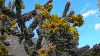<strong>美国西部</strong>和西南的Cacti。 树状花冠，手杖状花冠，或胚芽，黄色果实