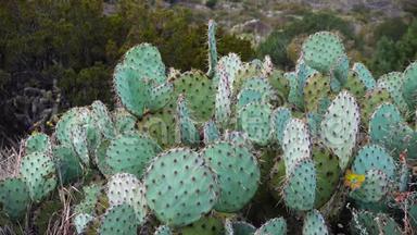 美国西部和西南的Cacti。 。 雪尼尔刺梨，牛仔`的红色胡须。 墨西哥