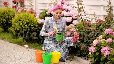 女人在花盆里照料花。 彩色花盆里的花。 女人挖花。 美丽的春花。 在花园里的女人。 妇女