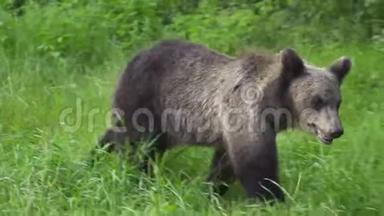 喀尔巴阡山棕熊嗅着躺在草地上的塑料袋。
