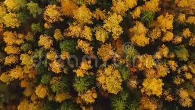 俯视无人驾驶飞机向后飞过美丽茂盛的绿色和黄色的树顶，大气的秋天森林背景。