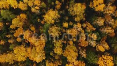 俯视无人机缓缓飞过美丽茂盛的绿黄树木，温暖大气的秋林景观..