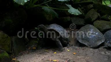 奥达布拉巨大的乌龟浏览叶奥达布拉切利吉甘蒂亚。 马河岛塞舌尔。