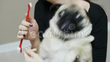 疯狂的狗在刷牙时试图<strong>摆脱</strong>拥抱。